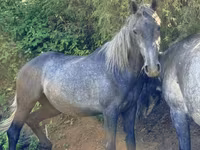 Égua, Thoroughbred horse — foto 1