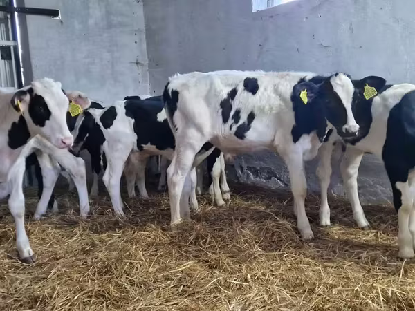 Бух, Russian Black pied cattle