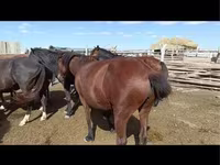 مادیان, Kazakh horse — عکس 8
