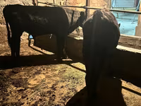 گاو نر, Swiss cattle — عکس 4
