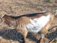 Koza, Alpine goat — fotografija 8