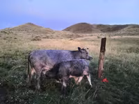 母牛, Simmental cattle — 照片 1