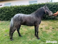 Hengst, Appaloosa — Foto 2
