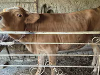 பசு, Simmental cattle — புகைப்படம் 3