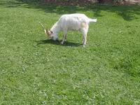 Kozel, Kozy — foto 1