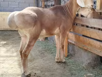 Berbec, Arashan sheep — foto 3