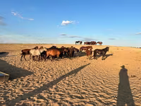 Klisna, Mugalzhar horse — foto 1