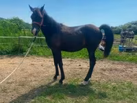 Hingst, Hucul pony — foto 5