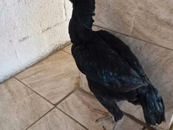 Guinea fowl