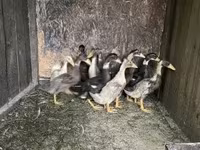 Ducks — 4. fotó