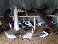 Chickens — 사진 5