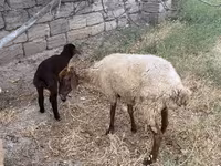 میش, گوسفند — عکس 2