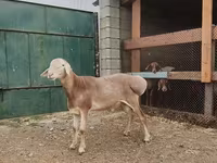 Berbec, Rhon sheep — foto 8