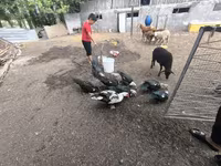 Ducks — عکس 3