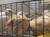 Quails — foto 1