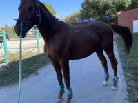 Айғыр, Budyonny horse — 1-сурет