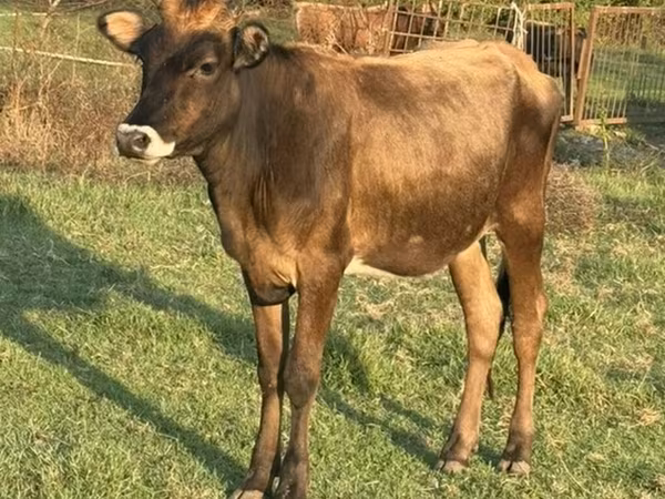 Lembu betina, Cattle