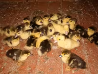 Ducks — zdjęcie 3
