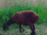 Хуц, Arashan sheep — 8 зураг