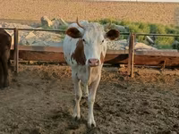 گاو ماده, Simmental cattle — عکس 2