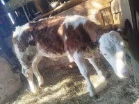 Bovini (lotto, sesso non specificato), Simmental cattle — foto 3