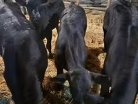 Lembu betina, Aberdeen-Angus — foto 1