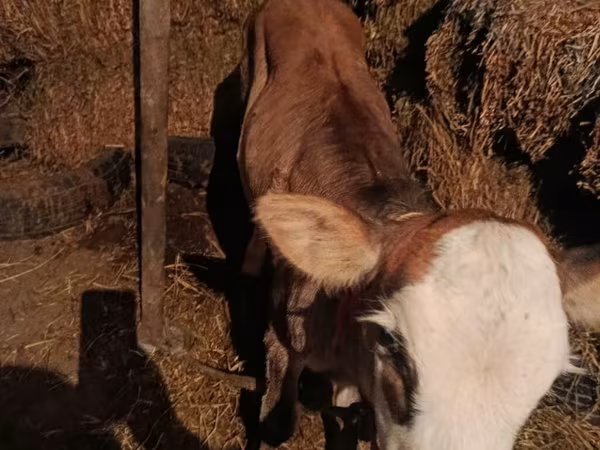 गाय, मवेशी