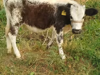 گاو ماده, Russian Black pied cattle — عکس 4
