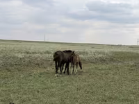 குதிரை, Orlov Trotter — புகைப்படம் 2