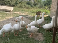 Geese — 照片 2