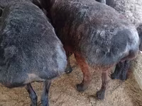 Schaap, Hissar sheep — foto 2