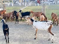 Capra, Capre — foto 6