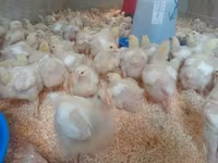 Chickens — 2. fotó