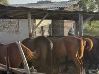 Merrie, Paarden — foto 3