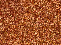 Купим просо — ảnh 5