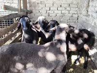 የጎትት አውራ በግ, Sheep — ፎቶ 2