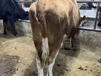 Vaca, Simmental cattle — foto 1