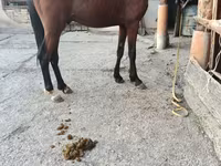 Cavallo, Cavalli — foto 8