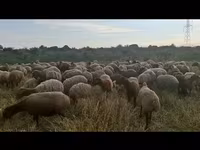 በግ, Sheep — ፎቶ 4