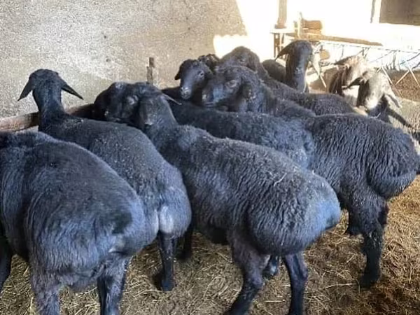 قوچ, گوسفند