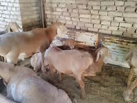 Beran, Arashan sheep — foto 8