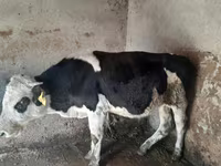 Byk, Russian Black pied cattle — zdjęcie 2