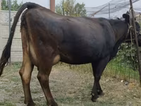 Kuh, Simmental cattle — Foto 1