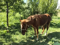 Aygır, Atlar — foto 7