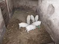 Domuzlar (parti, cinsiyet belirtilmedi), Мангалица — foto 3