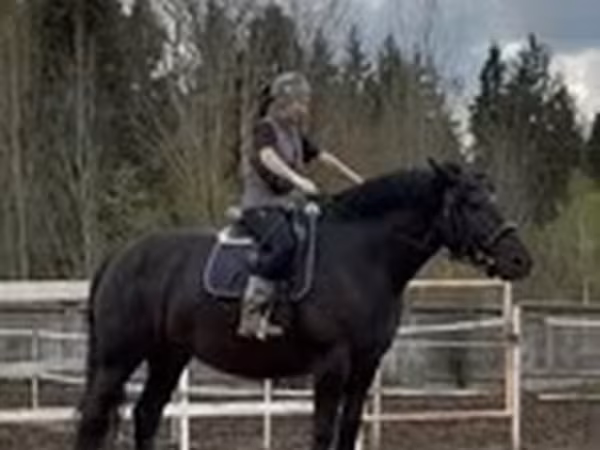 Klisna, Percheron