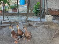 Ducks — Foto 3