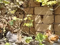براهما — عکس 2