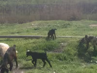 Billy Goat, Nubian Goat — photo 4