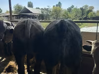 گاو نر, Swiss cattle — عکس 8